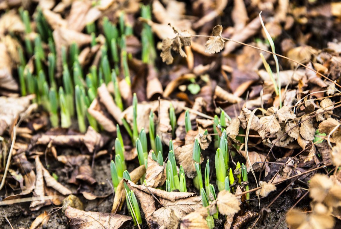 Toripuiston kukkapenkki torstaina kello 16.
