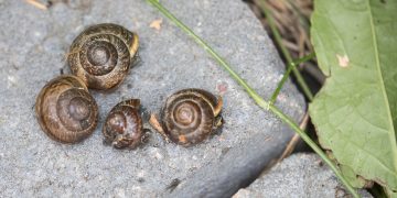 Kotiloita, joita etsiässään kuvaaja löysi myös kaksi liian nopeajalkaista sammakkoa.