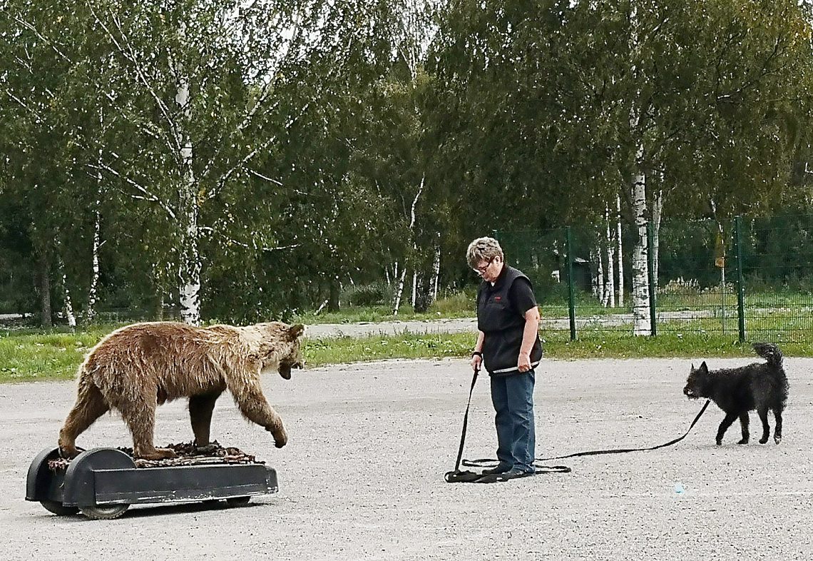 Mimmi Mäkynen ja Zemin Gladiola Erri matkasivat Ikaalisista Sastamalaan kohtaamaan karhun.